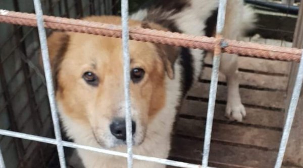 Localitatea din România unde se face un adăpost pentru câini, de aproape 2 milioane de euro