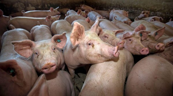 Germania vrea să deschidă 10 ferme de porci, cu câte 100.000 de capete, în România, în timp ce producătorii români sunt la marginea prăpastiei din cauza pestei porcine