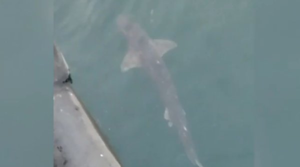 Imagini inedite cu un rechin, surprins la suprafaţa apei în Portul Constanţa. Biolog: 