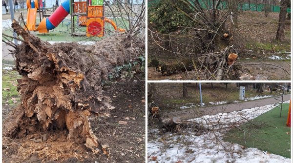 Un copac putred s-a prăbuşit peste un loc de joacă, în parcul Bordei din Bucureşti