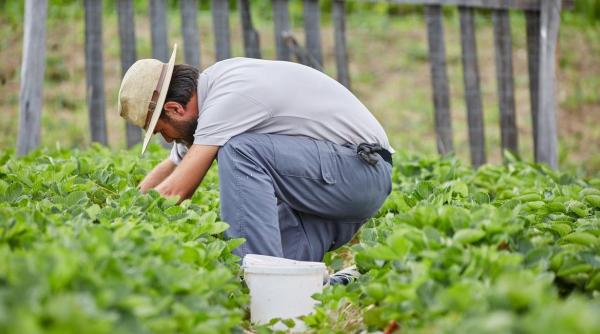 afacere inovatoare roman bani bihor model austria