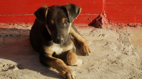 Proiect PNL aprobat în Sectorul 3 din Bucureşti. Oamenii pot să îşi sterilizeze gratuit câinii