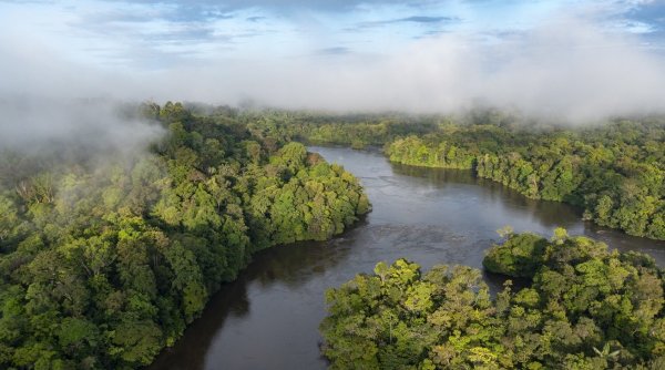 Pădurea amazoniană ar putea depăşi 