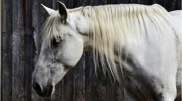 copil lovit de cal vaslui