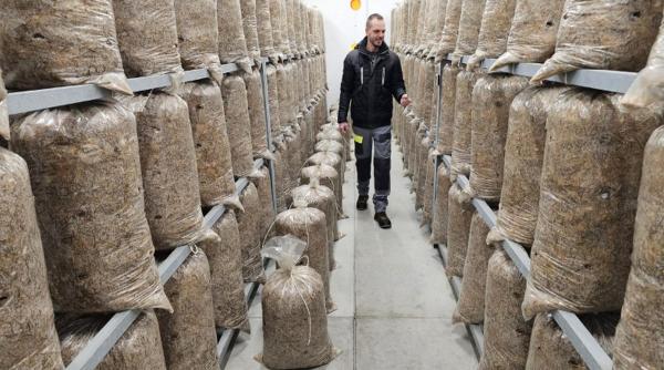 sibiu poplaca afacere ciuperci muntean