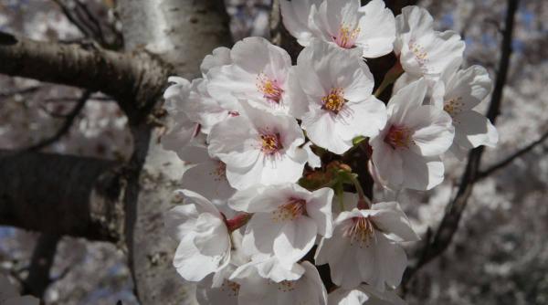 varuire pomi primavara moment pregatire solutie var