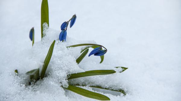 ciclon mediteranean romania ninsori frig ploi
