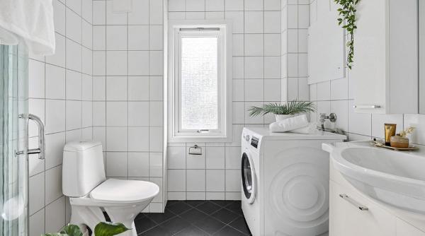 planta pothos baie noroc bani