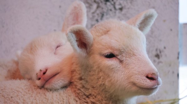 Subvenţii APIA 2024 pentru ovine şi capre: Fermierii nu mai trebuie să respecte aceste reguli