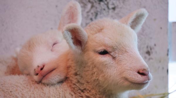 subventii apia 2024 ovine capre fermieri reguli