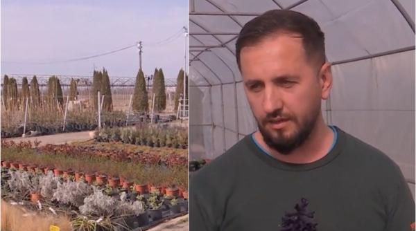 roman dat lovitura afacere tisau planta rara midnight blue 14 lei