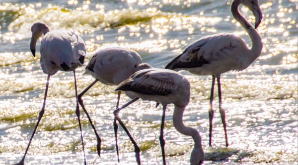 Păsări flamingo, surprinse pe un lac faimos din România. Cercetătorii dezvăluie ce le face să vină în România