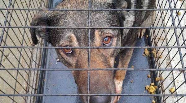 caine sarit etajul opt bloc hunedoara