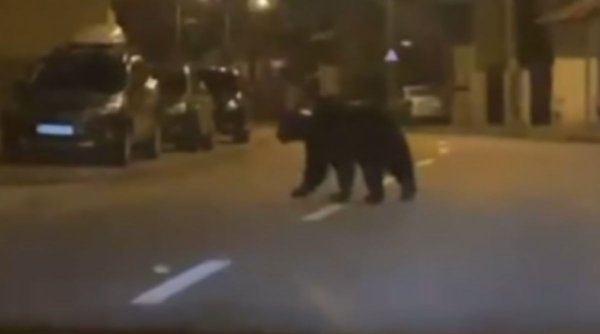 Urs văzut pe străzile din Ploieşti. Evitați zona, rămâneți în locuințe | A fost emis mesaj Ro-Alert