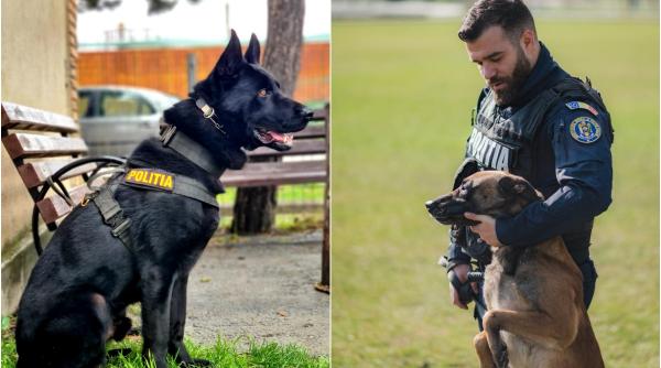 politia romana posturi agent conductor caini conditii cerute inscriere