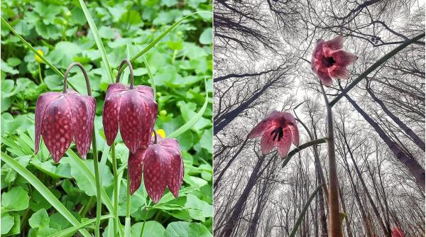 amenda lalea pestrita romsilva