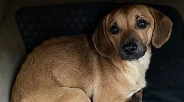 mobilizare cautare caine pierdut bucuresti patrocle