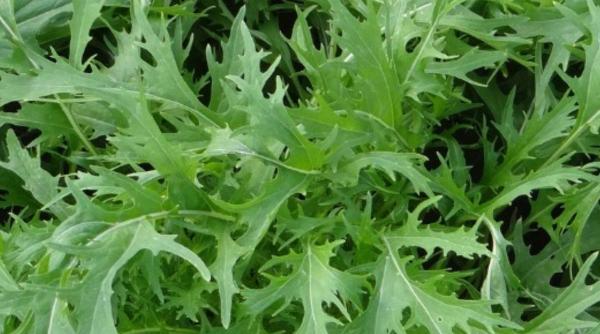 soiul salata picanta vechi de mii de ani bun inima