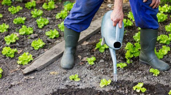 bicarbonat sodiu mare ajutor gradina truc cunoscut gradinari