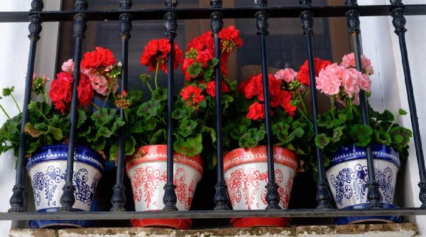 cand se scot muscatele afara greseala romance