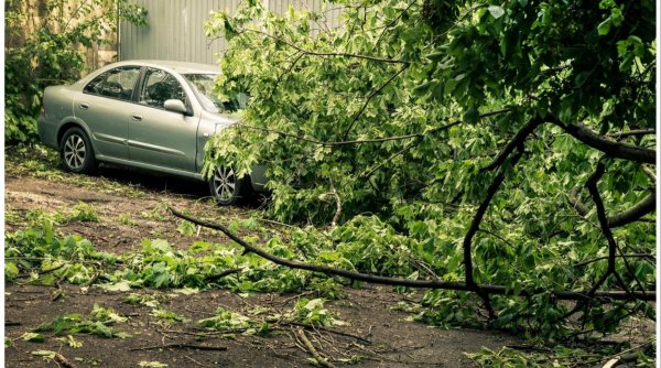 Un șofer din Iaşi primește despăgubiri mai mari decât valoarea mașinii sale, după ce aceasta fost distrusă de un stejar