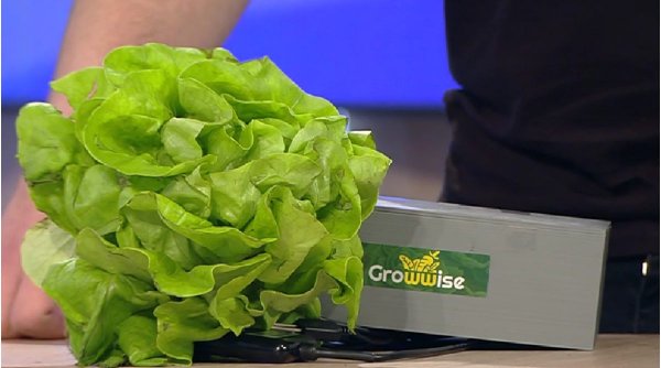 Dispozitivul care revoluționează agricultura, creat de șase tineri români | Raportează în timp real calitatea solului și a legumelor 