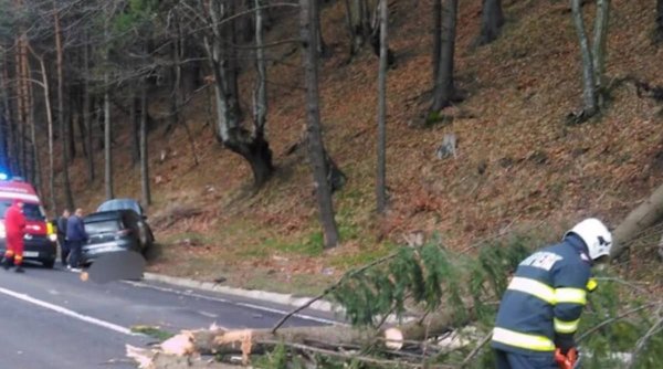 O familie cu cinci copii, la un pas de moarte după ce un copac a strivit mașina în care se afla