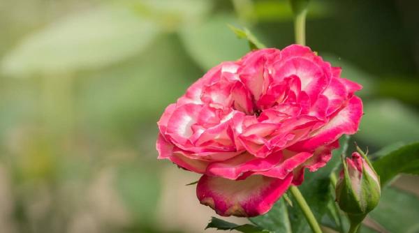 flori planteaza aprilie gradina paradis