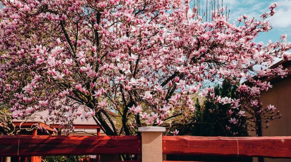 Cea mai veche plantă de pe Pământ: Magnolia și semnificațiile ei
