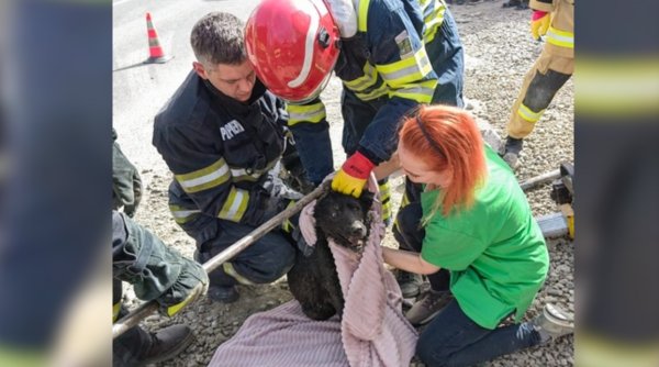 O căţeluşă blocată într-o conductă a fost salvată de pompieri din Iaşi, în urma unui apel la 112