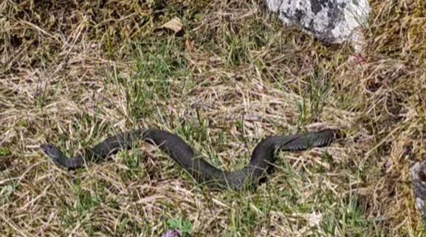 Atenţie! Șerpii veninoși s-au înmulțit pe traseele montane | Imagini cu vipere, suprinse de un grup de turiști