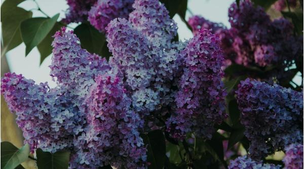 beneficii flori de liliac