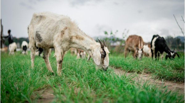 Localitatea care a fost invadată de capre. Autoritățile îi îndeamnă pe localnici să adopte animalele
