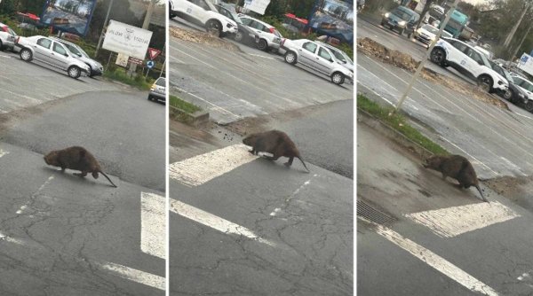 Imagini incredibile în Cluj: Un castor 