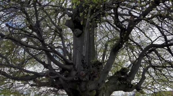 copac romania vechi fag hunedoara minune