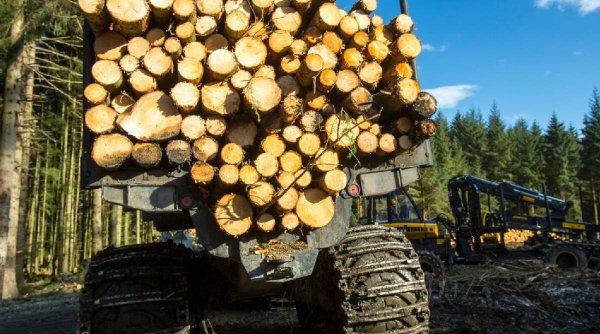Greenpeace, acuzații dure la adresa IKEA: ”Aprovizionează cu lemn provenit din ultimele păduri naturale ale Carpaţilor româneşti” | Replica retailerului de mobilă