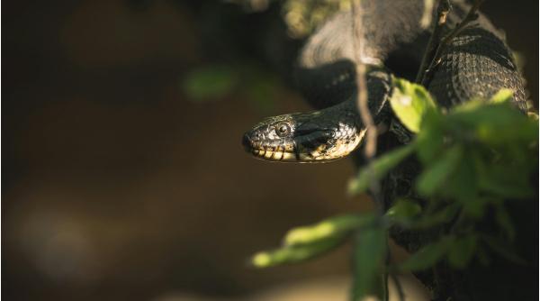 muscatura vipera salvamont