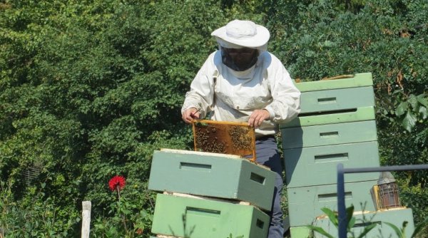 Despăgubiri ridicole pentru apicultorii afectați de conflictul din Ucraina | O familie de albine costă 300 de lei, statul acordă doar 25 de lei