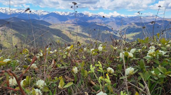 floare rara munti iedera alba amenda