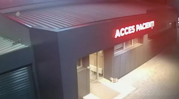 pisica iasi mers singura la spital sa nasca puii