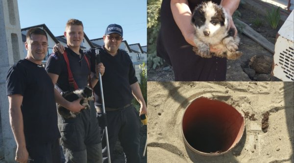 Un căţeluş căzut într-o fosă septică a fost salvat de trei pompieri din Suceava