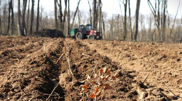 hectare paduri calamitati fonduri pnrr