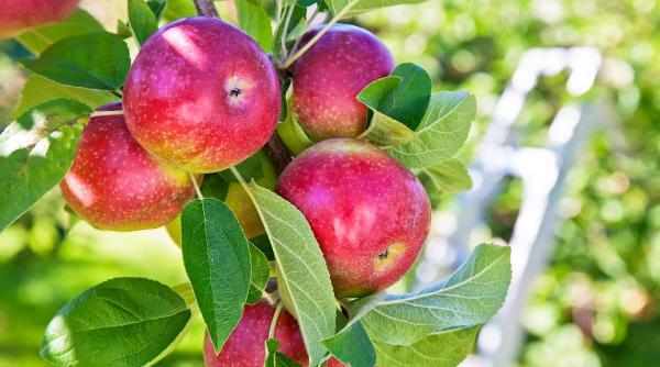 reguli aur ingrijire pomi fructiferi roade bogate sanatoase
