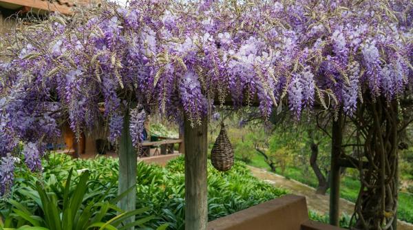 manastire romania floare peisaj rupt din rai glicina ghighiu prahova