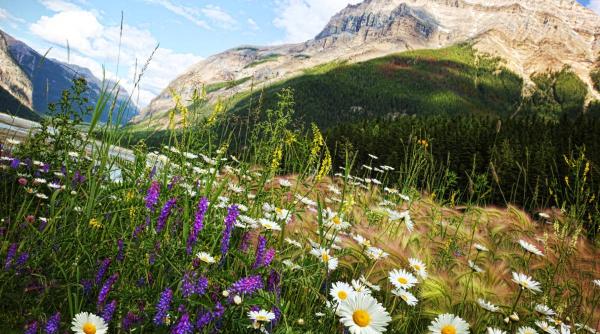 bujor romanesc legende floare crescuta din sangele eroilor moldoveni