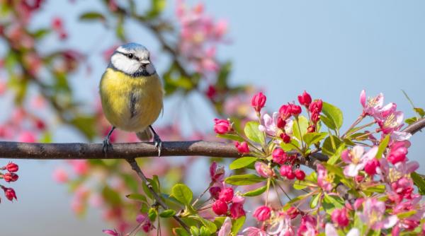 prognoza meteo anm 22 aprilie 20 mai 2024