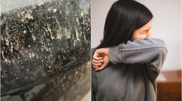 praf saharian efecte sanatate beatrice mahler