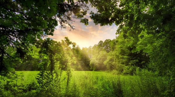 loc romania turisti poiana narciselor