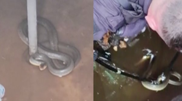 Un șarpe de doi metri a fost găsit într-o stație de pompare a apei din Mehedinți. Oamenii s-au speriat și au anunțat autoritățile