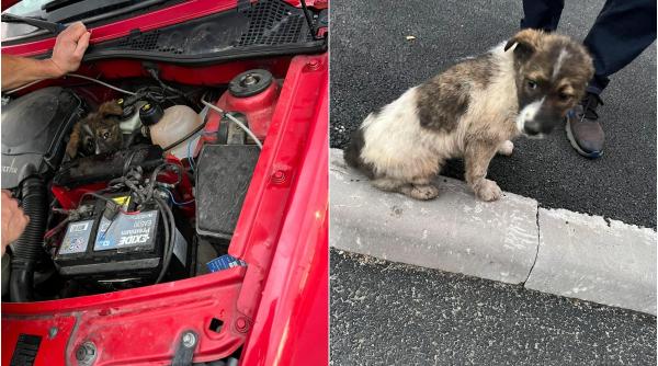 catel timisoara calatorit 100 kilometri motor masina fara nicio zgarietura